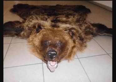 Житель Закарпаття не довіз до Угорщини ...шкуру бурого ведмедя