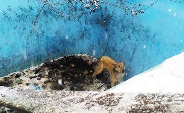 Трогательное спасение истощенной собаки в Ужгороде расторгает любого 