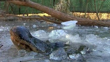 В парке США аллигаторы вмерзли в лед