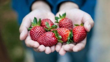 Виробники Закарпаття пргнозують зниження ціни на полуницю через хороший врожай