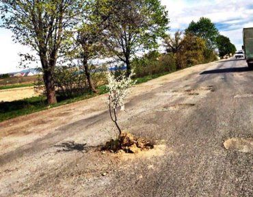 На жахливих дорогах Закарпаття "ростуть" і цвітуть дерева