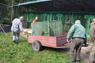 Власник 2-х клишоногих із Київщини добровільно передав їх у центр реабілітації бурих ведмедів у Карпатах