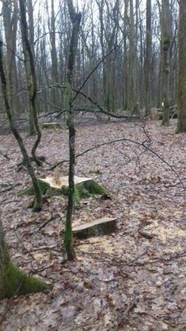 У військовому лісництві біля Мукачево знову незаконно вирубали дуб
