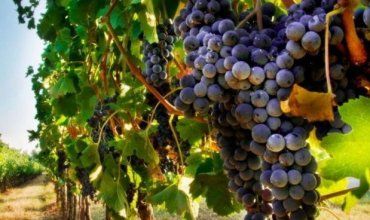 Закарпаття. Висадку виноградної лози в регіоні гармонізують з біоритмами природи
