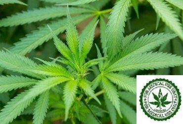 На сайте ВР появилась Петиция с требованием разрешить использовать марихуану для лечения 