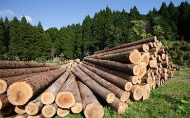 Закарпатье входит в ТОП-5 лидеров по количеству реализации лесной продукции