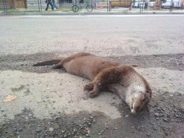 У Берегово під колесами автомобіля знайшла смерть дика тварина з родини куницевих