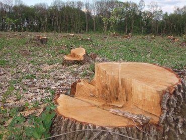 Прокуратура Тячівщини вимагає відшкодувати понад 190 тис грн, заподіяних незаконною рубкою дерев
