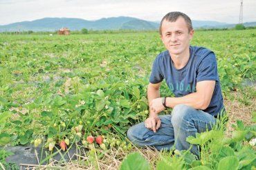 Закарпатський фермер: Прибуток червоні ягоди стали давати лише на третій рік
