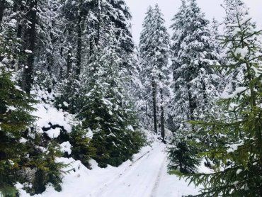 Мандрівникам у горах Закарпаття нелегко — все засипало снігом