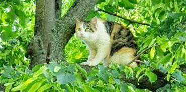 Мешканці столиці Закарпаття хочуть оголосити котів повноправними вільними жителями міста Ужгород