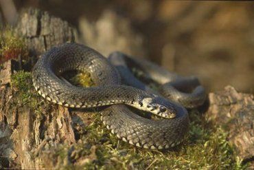 Житель Закарпаття змушений був убити змію, що завітала до його будинку