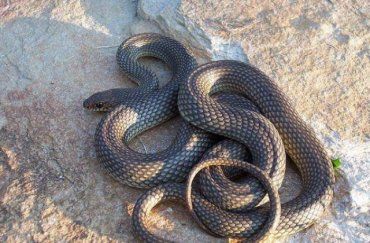 В Закарпатье змеи начали слишком часто встречаться жителям 