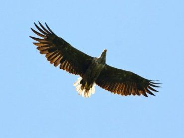 Червонокнижного птаха з берегів Дніпра зазнімкували на Закарпатті