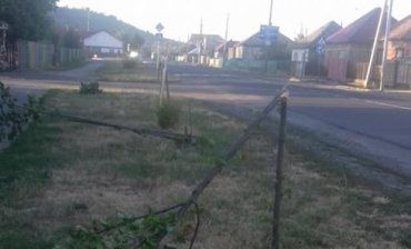 У Мукачево поліція шукає нелюдей, які переламали алею молодих деревцят