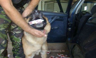 Майже п’ять сотень пачок цигарок у контрабандиста із Закарпаття винюхав службовий собака стражів кордону Румунії