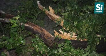 Негода на Закарпатті: повалені дерева, підтоплення та відключення світла