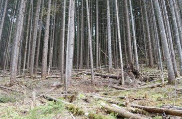 "Лісові люди" Закарпаття прибирають повалені буревіями дерева