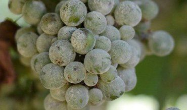 Невідома хвороба "косить" виноградники Закарпаття