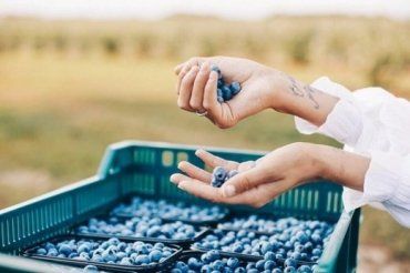 Фермери з "Green Farm" відкрили в Ужгороді доставку смачної та корисної ягоди
