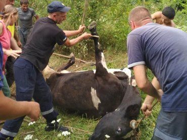 На Закарпатті краном витягали корову, що впала в каналізаційний колодязь