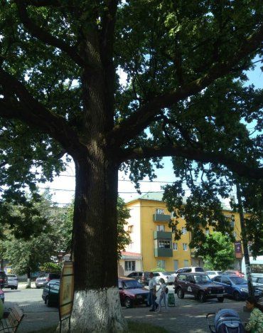 Закарпаття. 400-річний дуб росте у місцевій "Бразилії"