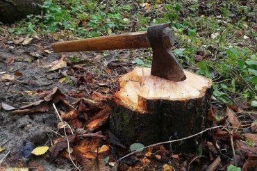 Прокуратура Закарпаття відкрила кримінальне провадження щодо лісівників Тячівщини
