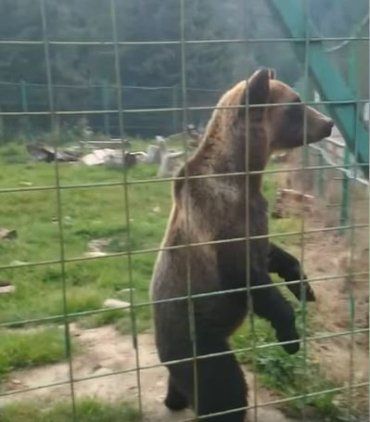 Бурі ведмеді почуваються у Карпатському центрі настільки комфортно, що їх життя продовжується до 35-38 років