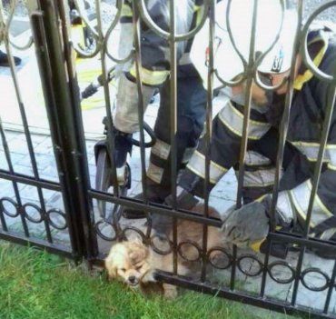 На Закарпатті песик кинувся додому через отвір у металевих воротах і застряг