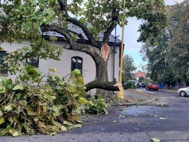 Зранку велетенське дерево впало і перегородило вулицю в Ужгороді