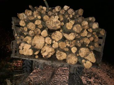 "Зелені кашкети" Закарпаття затримали на Березнянщині "ГАЗ-66", вщерть набиту незаконно нарубаною деревиною