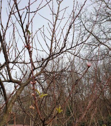 У столиці Закарпаття під Новий рік зацвіли фруктові дерева