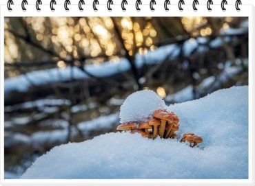 Зимові гриби - вербівки - збирають перед Різвом у лісах Закарпаття