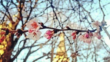 "Скажена" сакура у Мукачево не може зупинитися у цвітінні з грудня 2019-го