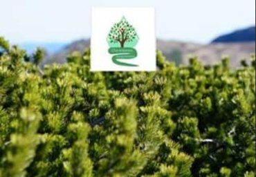 В Ужгороді сьогодні підпишуть екологічний Меморандум "Озеленення України" – "1 000 000 дерев за 24 години"