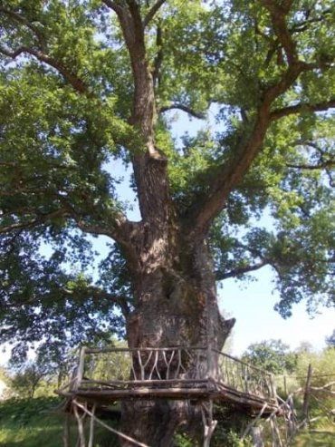 В екзотичній місцині на Закарпатті зростає 250 рідкісних видів дерев