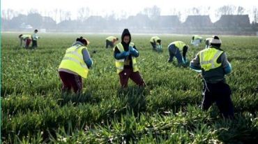Західна Європа: "Коли сезонні заробітчани почнуть помирати, хто буде винним?"