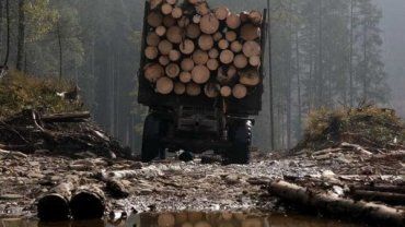 Закарпатская СБУ разоблачила механизм присвоения земель лесного фонда чиновниками лесной отрасли