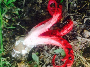 Біля столиці Закарпаття знайшли дивовижний гриб з червоними пелюстками