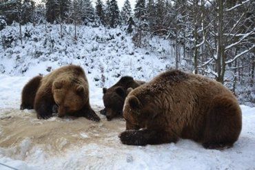 В Закарпатье более десяти бурых медведей проспали всю зиму 