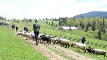Днями в Закарпатті традиційно проводжали овець на полонину