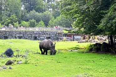 В Австрии агрессивная носорожиха смертельно атаковала смотрительницу зоопарка