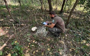 В Закарпатье паскуда заплатит нехилый ущерб за срубленные деревья 