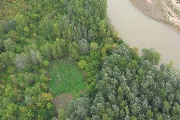 Вести с полей: В Закарпатье накрыли масштабную плантацию с канабисом на 18 млн