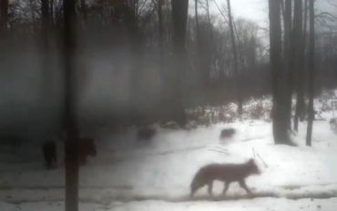 В Закарпатье видеоловушка "поймала" стаю волков