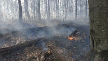 На Закарпатье бедолага сгорел заживо в лесу 