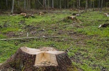 В Закарпатье "охранники леса" не заметили вырубку на 50 миллионов