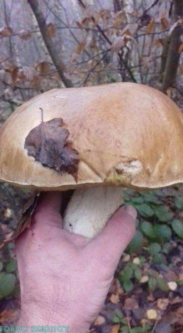 В Закарпатье под конец осени находят грибы-гиганты 