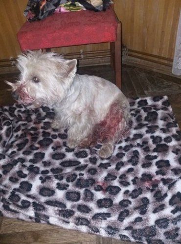 В центре Ужгорода на женщину с собакой совершили кровавое нападение 