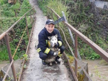 Как в Закарпатье спасали щенка хаски 